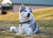 开云官网-阿圭罗的节奏魔法，当韩国对阵奥地利，一位中场大师如何定义比赛